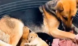 Rusia: perrita adoptó a dos cachorros de león tras el rechazo de su madre