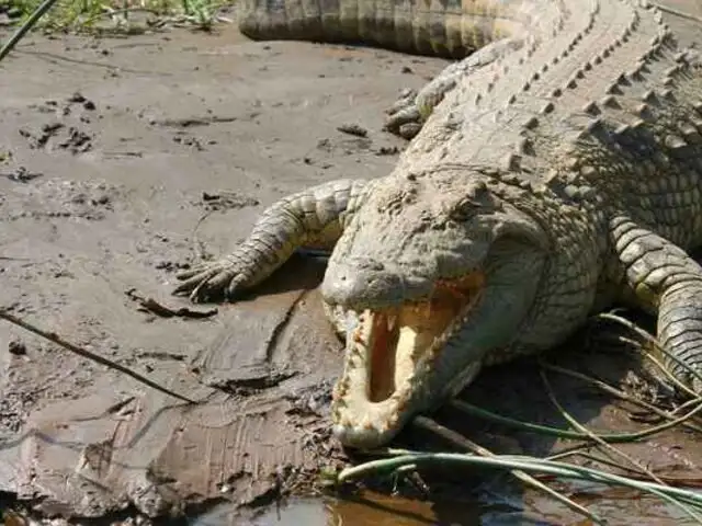 Miles de cocodrilos se escapan de criadero en Sudáfrica