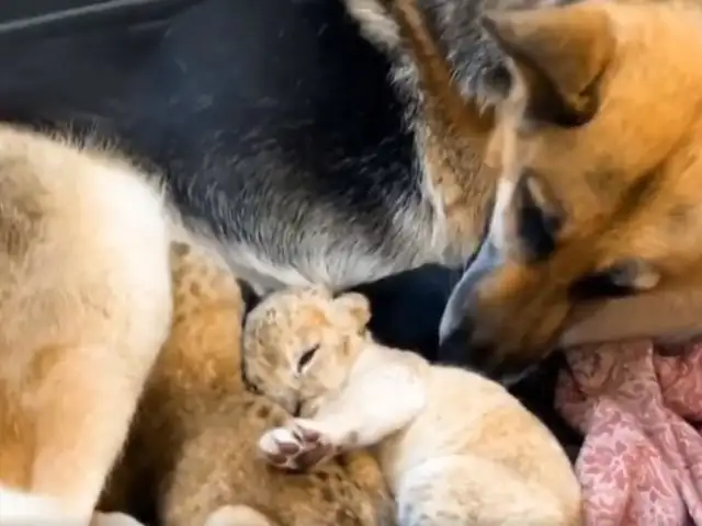 ¡Asombroso! Pastora alemana cría a dos cachorros de león