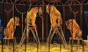 ¡Con los días contados! Francia: animales salvajes ya no formarán parte de shows en circos