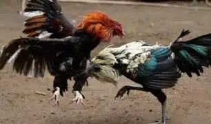 Vraem: pelea de gallos acaba con los dueños agarrándose a golpes
