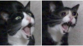¡Miau! Fallece Inkky protagonista de los memes de "la gata que grita", a los 11 años