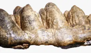 Hallan fósiles de mastodonte de 9 5 millones de años que vivió en la selva del Perú