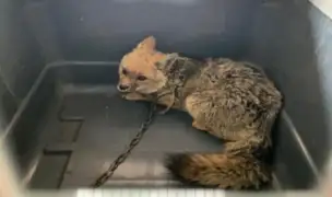 Huánuco: rescatan zorro andino que estaba encadenado