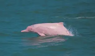 Delfines rosados están de regreso en Hong Kong tras suspensión del tráfico marítimo