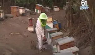La importancia de las abejas: apicultura orientada a la polinización