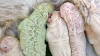Italia: nace extraño perrito de color verde llamado Pistacho