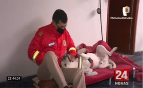 La Victoria: bomberos encontraron a Zeus, mascota de la compañía