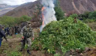 Ayacucho: destruyen laboratorios clandestinos y más de 250 mil plantaciones de marihuana
