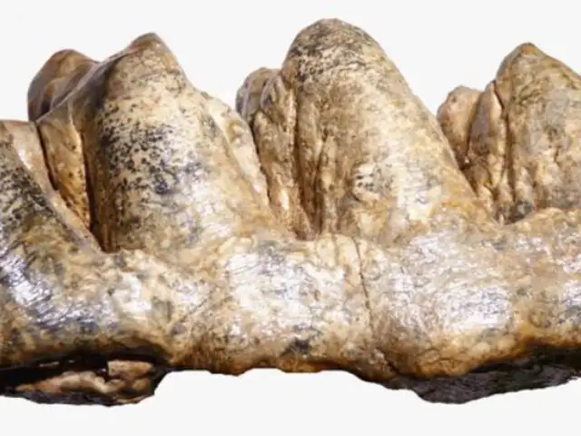 Hallan fósiles de mastodonte de 9 5 millones de años que vivió en la selva del Perú