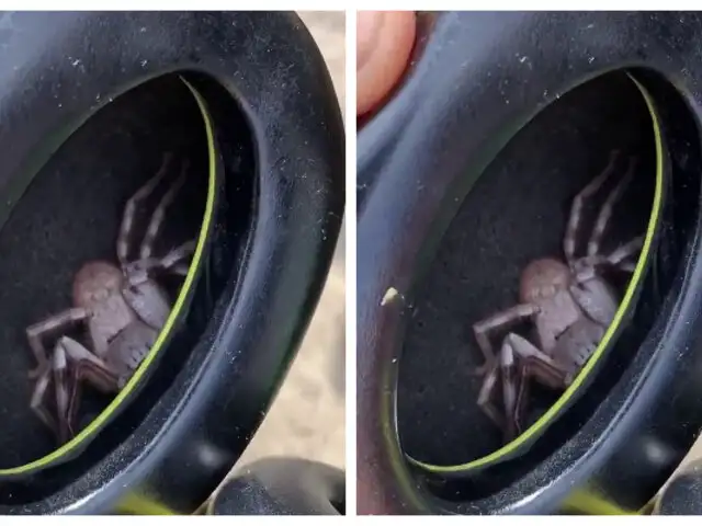 ¡De terror! Hombre descubrió una araña en sus audífonos tras sentir cosquillas en la oreja