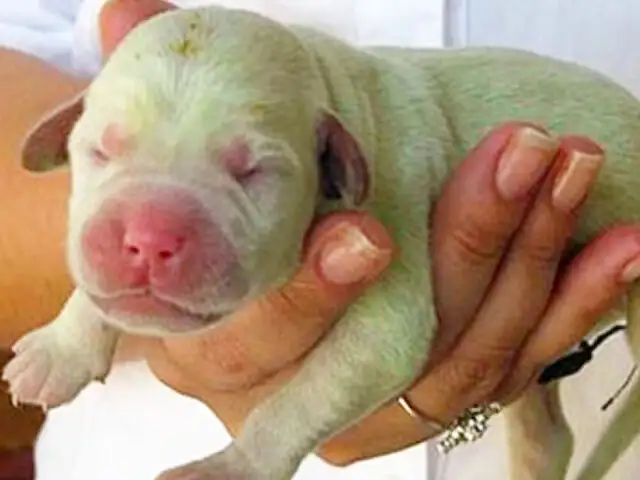 Perro de color verde nace en una granja de Italia