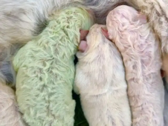 Italia: nace extraño perrito de color verde llamado Pistacho
