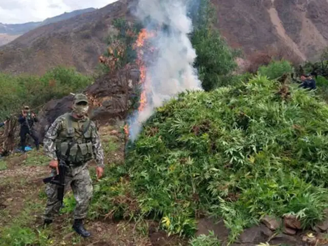 Ayacucho: destruyen laboratorios clandestinos y más de 250 mil plantaciones de marihuana