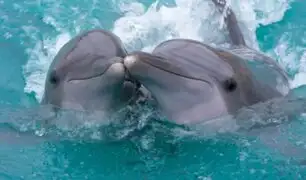 ¡De terror! Delfines son encontrados decapitados en playa española