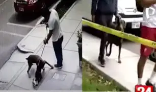 Dueño de perro que mató a gato permite que su mascota continúe saliendo a la calle sin bozal