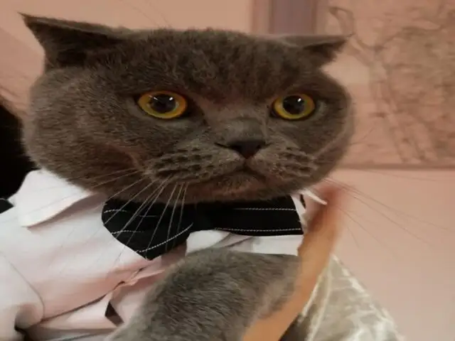 Tablet permitió recuperar en tiempo récord a gatito robado con engaños