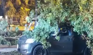 ¡Estuvo a punto de morir aplastado!: hombre sobrevive tras caída de árbol sobre su auto