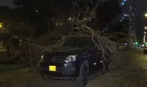 Árbol cae y destruye auto en parque de Pueblo Libre
