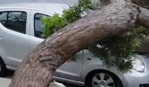 Cae enorme árbol sobre dos vehículos estacionados en Pueblo Libre