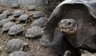 Brasil: nacen más de 92 mil crías de tortugas gigantes