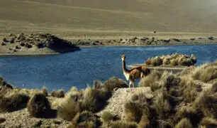 SERFOR se pronuncia sobre matanza de un centenar de vicuñas en Cusco