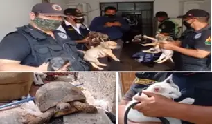 Surco: hallan animales desnutridos en intervención de guarida de presuntos asaltantes