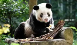 China: murió la osa panda más longeva del mundo en cautiverio