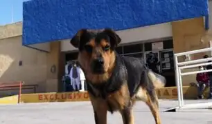 Covito, el perro que lleva 30 días esperando a su amo que murió por Covid-19