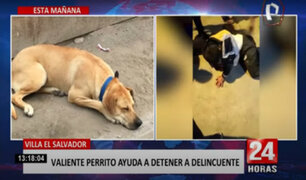VES: valiente perrito de 10 años de edad ayudó a detener a un delincuente