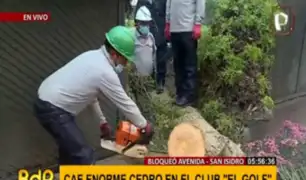 San Isidro: caída de enorme árbol del club 'El Golf' cerró tramo de Av. Miró Quesada