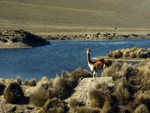 SERFOR se pronuncia sobre matanza de un centenar de vicuñas en Cusco