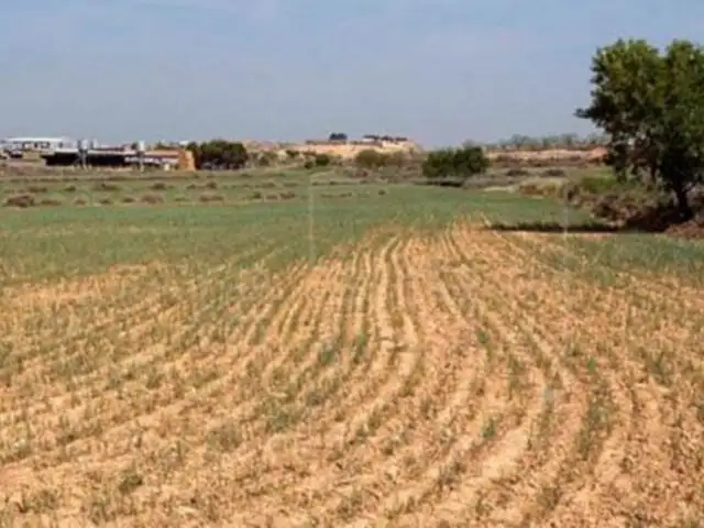 Sembríos de maíz y frejol  se pierden por fuerte sequía en Huancavelica