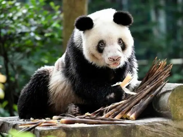 China: murió la osa panda más longeva del mundo en cautiverio
