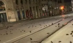 Italia: cientos de aves muertas aparecen en varias avenidas tras festejos por Año Nuevo