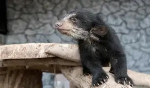 Conozca al osezno rescatado en Puno que vive en el parque de Las Leyendas