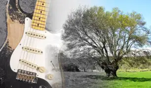 Cambio climático: la madera para guitarras se extingue