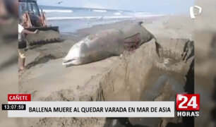Cañete: ballena picuda falleció tras varar en mar de Asia