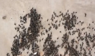 Vecinos denuncian que plaga de moscas invade casas de playa en el Sur