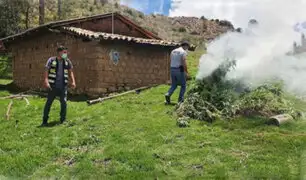 Ayacucho: Policía incinera plantones de marihuana hallados en medio de maizales