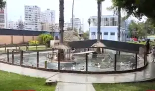 Barranco: vecinos denuncian que patos y gansos del parque de La Familia están abandonados