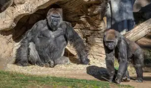 EE.UU: Dos gorilas del zoológico de San Diego dan positivo al covid-19