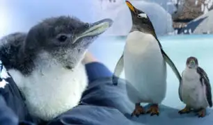 Conozca al primer pingüino antártico nacido en cautiverio en México