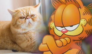 ¿Qué raza es Garfield?, el misterio fue revelado