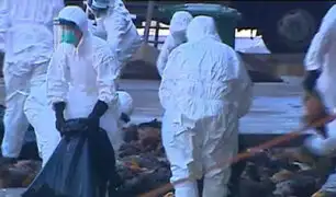 Brote de gripe aviar obliga a sacrificar cerca de 19 millones de aves en Corea del Sur