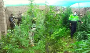 Cusco: capturan sujeto que tenía al interior de su vivienda un jardín de marihuana