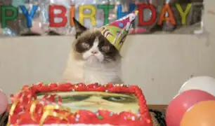 Celebran cumpleaños de gato y todos acaban contagiados con covid-19