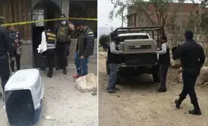 Horror en Arequipa: dos perros pitbull atacan a niño de 6 años hasta matarlo