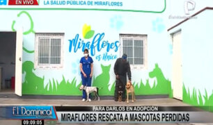 Miraflores: comuna rescata a mascotas perdidas para ponerlas en adopción