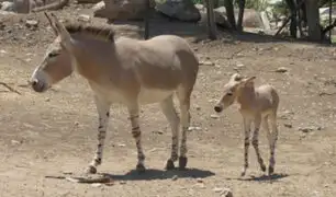Chile: nacen dos burros salvajes africanos en peligro de extinción